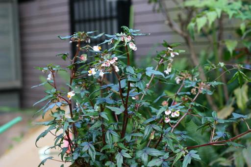 B. ‘Partita var. Grace Rubra’